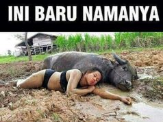 Meme hewan lucu