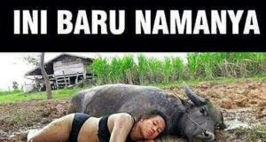 Gambar Meme Hewan Kerbau Lucu Bikin Ngakak Meme hewan lucu