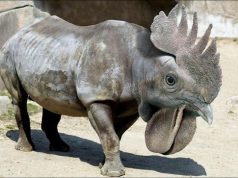 Ciri Khas Badak Bercula Satu – Hewanismeme Meme hewan lucu