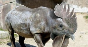 Ciri Khas Badak Bercula Satu – Hewanismeme Meme hewan lucu