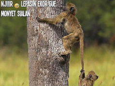 Meme Hewan Monyet Lucu Bikin Ngakak – Hewanismeme Meme hewan lucu