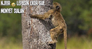 Meme Hewan Monyet Lucu Bikin Ngakak – Hewanismeme Meme hewan lucu