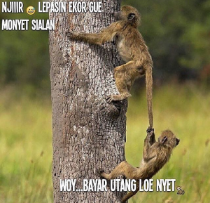 Gambar meme hewan lucu