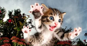 Hewanismeme – Foto Kucing Lucu & Nama Kucing Betina Pembawa Rejeki Meme hewan lucu