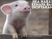 Meme hewan lucu
