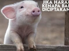 Gambar Meme Hewan Babi Lucu & Tingkah Polos Menggemaskan Meme hewan lucu