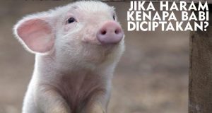 Gambar Meme Hewan Babi Lucu & Tingkah Polos Menggemaskan Meme hewan lucu