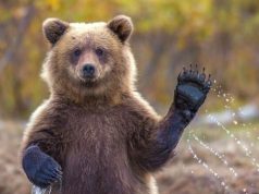 3 Fakta Hewan Beruang Lucu & Gambar Meme Bikin Ngakak Meme hewan lucu