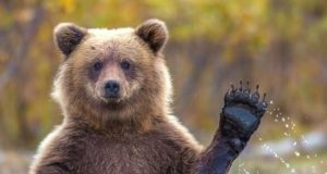 3 Fakta Hewan Beruang Lucu & Gambar Meme Bikin Ngakak Meme hewan lucu