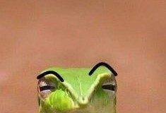 Meme Hewan – Kumpulan Meme & Fakta Lucu Tentang Hewan Ular