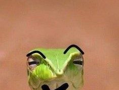 Meme Hewan – Kumpulan Meme & Fakta Lucu Tentang Hewan Ular