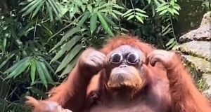 Gambar Meme Hewan Orang Utan Yang Dilindungi! Meme hewan lucu