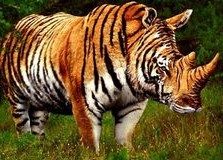 Kumpulan Meme Hewan Harimau Lucu Bikin Ngakak Meme hewan lucu