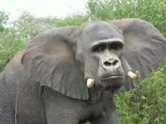 Meme Hewan Gajah Lucu Beserta Gambarnya – Hewanismeme Meme hewan lucu