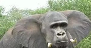 Meme Hewan Gajah Lucu Beserta Gambarnya – Hewanismeme Meme hewan lucu