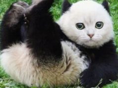 Meme Hewan Panda Lucu Bikin Ngakak – Hewanismeme Meme hewan lucu