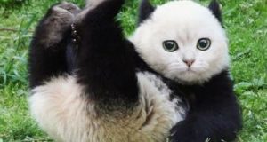 Meme Hewan Panda Lucu Bikin Ngakak – Hewanismeme Meme hewan lucu
