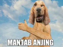 Gambar Meme Hewan Anjing Lucu Bikin Ngakak – Hewanismeme Meme hewan lucu