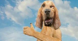 Gambar Meme Hewan Anjing Lucu Bikin Ngakak – Hewanismeme Meme hewan lucu