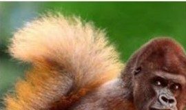 3 Fakta Lucu Hewan Tupai Bikin Ngakak & Foto-Foto Lucu Meme hewan lucu