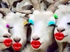 Gambar Meme Hewan Kambing Lucu Bikin Ngakak di Hewanismeme Meme hewan lucu