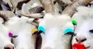 Gambar Meme Hewan Kambing Lucu Bikin Ngakak di Hewanismeme Meme hewan lucu