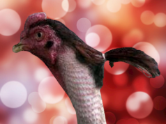 Meme Ayam lucu & Foto Ayam Lucu Ala Hewanismeme Meme hewan lucu