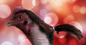 Meme Ayam lucu & Foto Ayam Lucu Ala Hewanismeme Meme hewan lucu