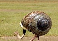 Kumpulan Meme Burung Unta Kocak Bikin Ngakak Meme hewan lucu