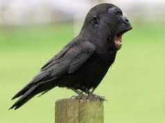 Meme Hewan Lucu – 5 Fakta Burung Lucu Bikin Ngakak