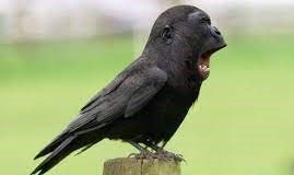 Meme Hewan Lucu – 5 Fakta Burung Lucu Bikin Ngakak