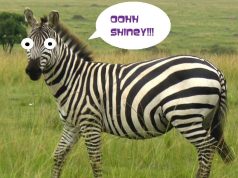 Meme Hewan Zebra Lucu & Fakta Menarik Lainnya – Hewanismeme Meme hewan lucu