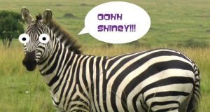 Meme Hewan Zebra Lucu & Fakta Menarik Lainnya – Hewanismeme Meme hewan lucu
