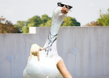 Bebek Lucu Imut & Gambar Meme hewan – Hewanismeme Meme hewan lucu