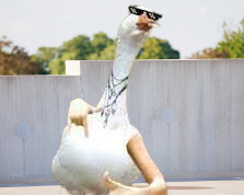 Bebek Lucu Imut & Gambar Meme hewan – Hewanismeme Meme hewan lucu