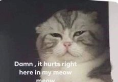 HEWANISMEME – Kumpulan Gambar Kucing Sedang Bersedih hewanismeme