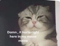 HEWANISMEME – Kumpulan Gambar Kucing Sedang Bersedih hewanismeme