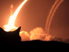 Ketika Kucing Jadi Juru Damai di Tengah Perang Iran & Israel hewanismeme.org