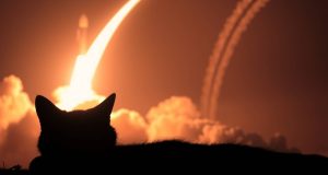 Ketika Kucing Jadi Juru Damai di Tengah Perang Iran & Israel hewanismeme.org