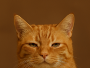 meme kucing
