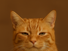 Meme Kucing: Ketawa Santai Bareng Si Meong yang Penuh Drama meme kucing