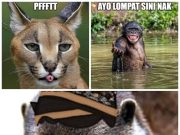 hewanismeme