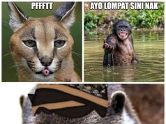 Meme Satwa & Hidup Sehari-hari | Bikin Ngakak & Mikir hewanismeme