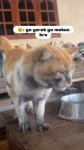 meme