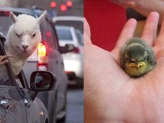 Meme Hewan Lucu: Hiburan yang Bikin Hidup Lebih Berwarna hiburan