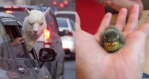 Meme Hewan Lucu: Hiburan yang Bikin Hidup Lebih Berwarna hiburan