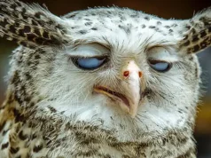 Meme Hewan yang Bikin Ngakak ngakak