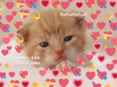 Meme Hewan Lucu: Hiburan Santai yang Selalu Bikin Senyum hiburan