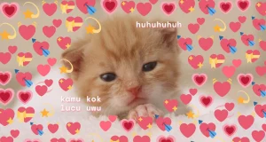 Meme Hewan Lucu: Hiburan Santai yang Selalu Bikin Senyum hiburan