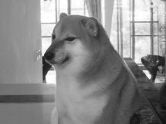 Meme Hewan: Hiburan Lucu yang Bikin Hari Semakin Ceria Hiburan Lucu